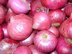 fresh onion
