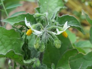 Solanum nigrum