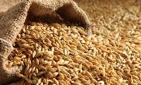 barley seeds