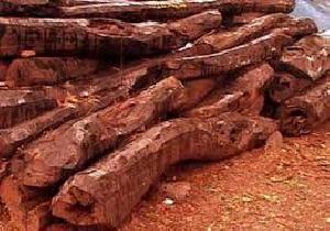 red sandalwood logs