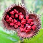 Annatto Seeds