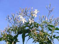 Jasmine Grandi Plant