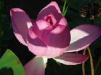 Pink Lotus Plant