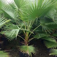 Washingtonia Filifera Palm