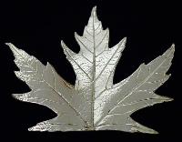 Silver Leaves