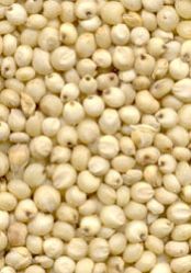 Sorghum Seeds,  Packaging Size : 25Kg