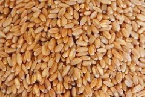 Wheat Seeds