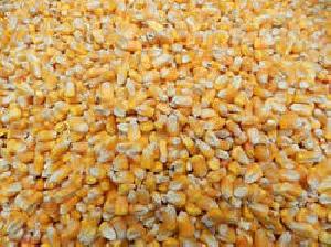 Yellow Maize Seed Exporter India