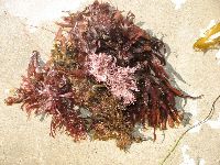 Seaweed Jelly