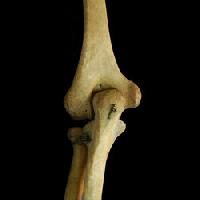Human Elbow Joint