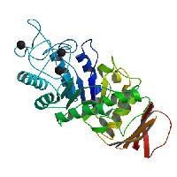 Alpha Amylase