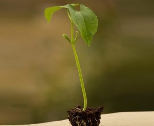 AWINTM Coco Rooting Plugs