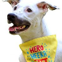 HUFT Hero Heera Lal Bandana for Dogs-M