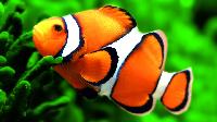 clown fish