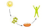 DHA Docosahexaenoic Acid