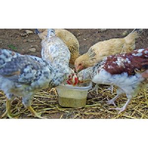 Poultry Nutritional Supplement