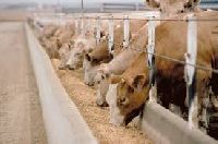 livestock feed