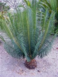 Cycas Palm Plants