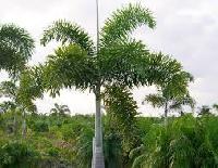 Foxtail Palm Plants