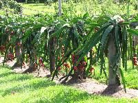 Dragon Fruit Plants