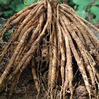 shatavari root