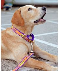 HUFT What a player Martingale Dog Collar