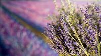 Lavender Fragrances