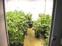 Walk-In Plant Growth Chamber