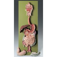 digestive system model