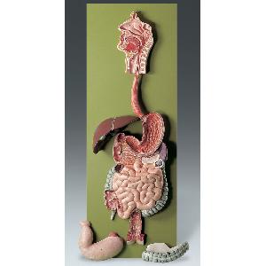 Human Digestive System Model