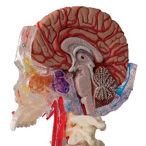 Human Skull With Brain Model