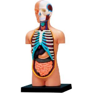 Torso Anatomical Skeleton Model
