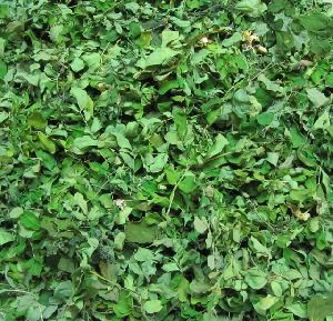 Moringa Dried Leaves