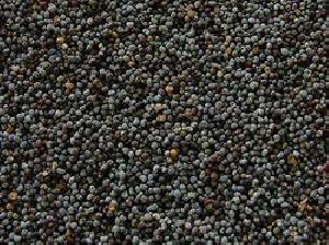Nepali shatavari seed
