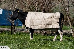 Cow Canvas Blankets