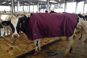 Cow Fleece  Blankets