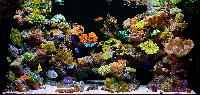 Marine Aquarium