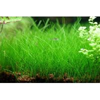 Dwarf Hair Grass