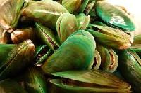 Shells Green Mussel