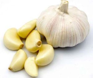 fresh garlic