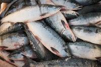 Frozen Salmon Fishes