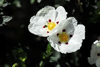 cistus essential oil