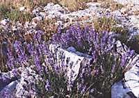 lavender oil