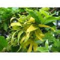 ylang ylang oil