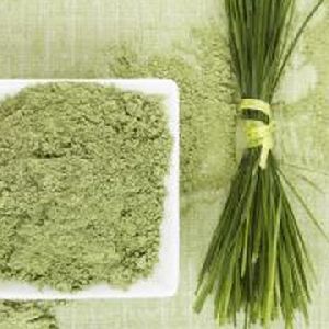 Wheatgrass powder Manufacturer, Exporters, Supplier India