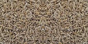 cumin seeds