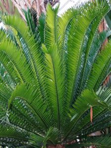 Encephalartos Plants Encephalartos Plants