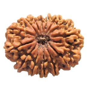 14 Mukhi Rudraksha