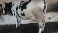 Live Crossbred Holstein Friesian Cow