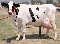 Live Indian Desi Cow